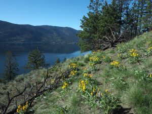 Envisioning a resilient Okanagan