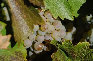 Exploring food systems in the Okanagan